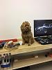 helper