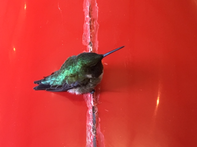 Hummingbird