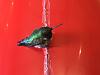 Hummingbird
