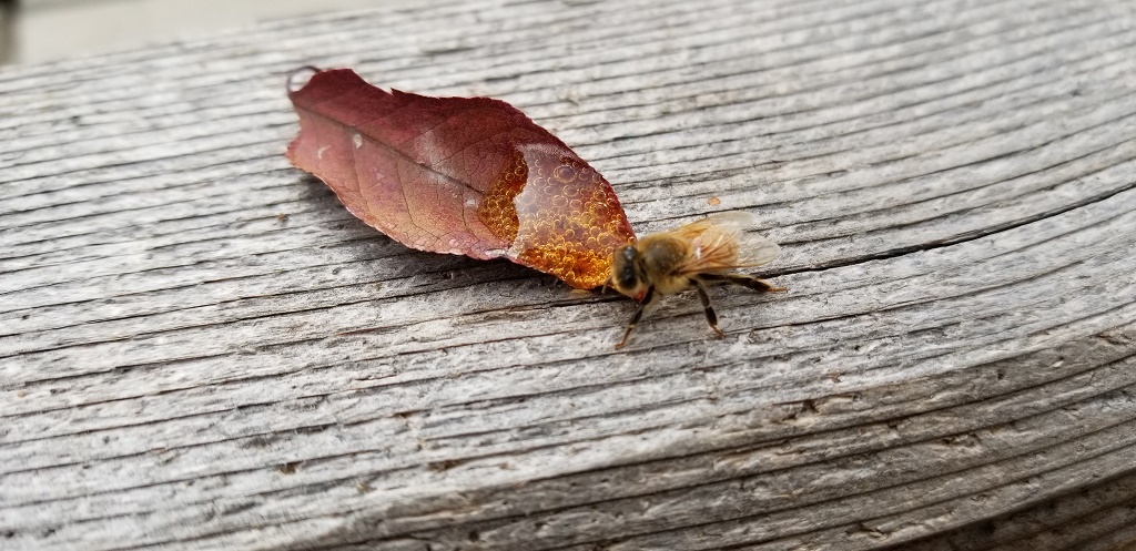 02_Bee Good Buddy-20191110