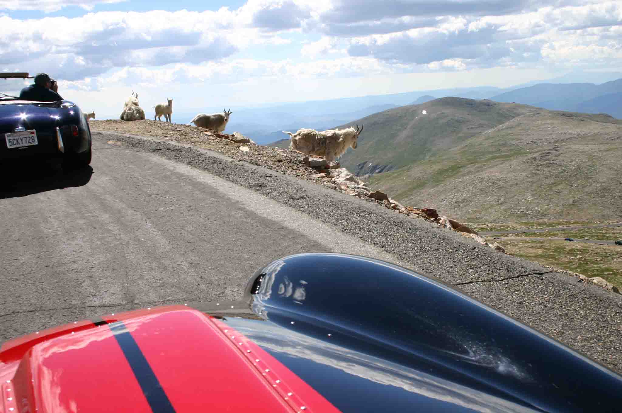Mt Evans goats
