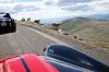 Mt Evans goats