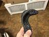 Snake head 1