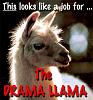 This looks like a Job For... The Drama Llama!