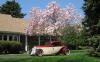 33plusMagnolia