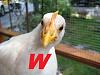 wiscochicken!