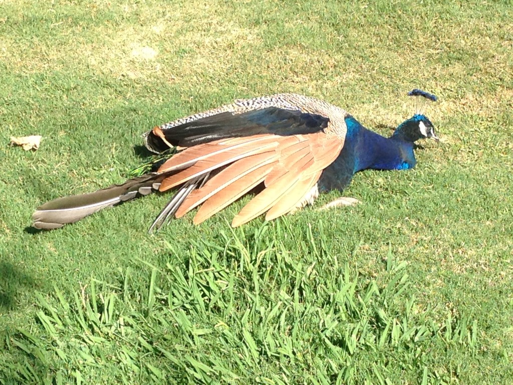 IMG 3880