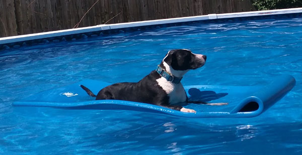 Scarlett pool