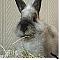 Da Head Bunny's Avatar