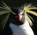 Thanatopsis's Avatar